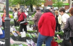 Jarmark Nasion, Drzew i Krzewów, Zieleni Ozdobnej i Ogrodowej 26 kwietnia 2014r. –fotoreportaż.