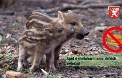 Apel o niedokarmianie dzikich zwierząt