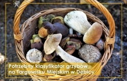 Ogłoszenie w sprawie składania ofert na stanowisko sezonowego klasyfikatora grzybów na Targowisku Miejskim w Dębicy