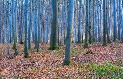 Sławomir Grab II