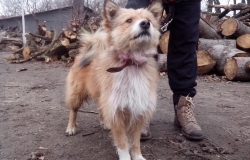 Piesek  „Bazyl”  (nr 422) czeka na właściciela.
